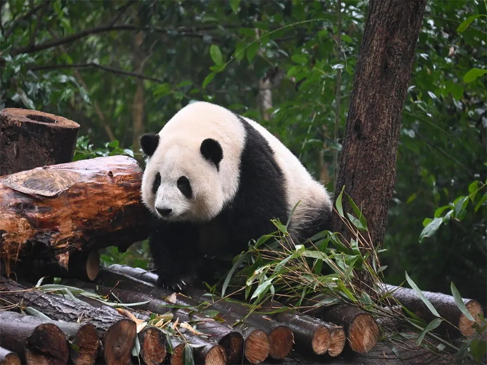 Chengdu Panda Base