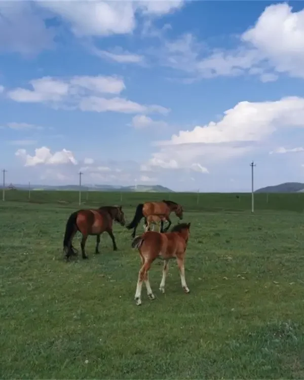 Huitengxile Grassland