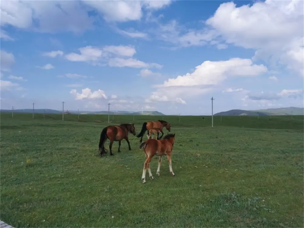 Huitengxile Grassland